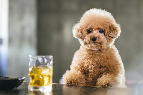 cropkotetsuPAR516422023