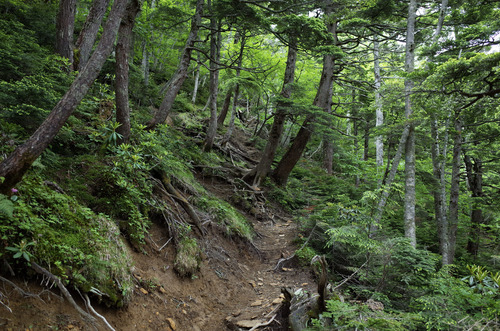 有識者「登山中に迷ったら山頂を目指せ」有識者「登山で迷ったら下り道探して下山しろ」