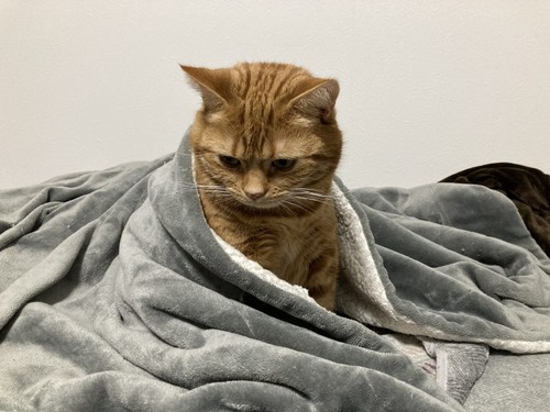 有識者「毛布は掛け布団の下ではなく上に敷いた方がいい」