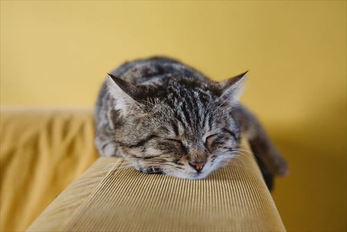 cat-cute-animal-couch_R