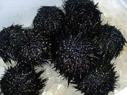 一番最初にウニ食った奴ヤバすぎるやろ 	