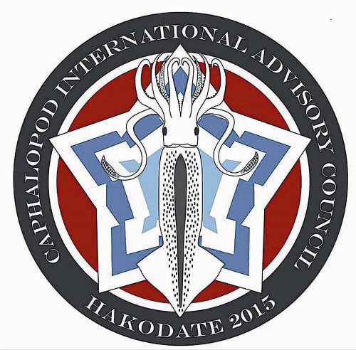 イカの上下はどっち？で議論…学術的には「イカゲソが上、三角頭巾が下」