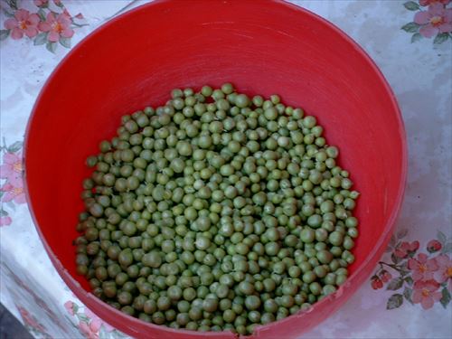 Green_peas_R