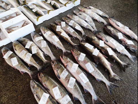 魚屋バイト行ったがその日にクビになった