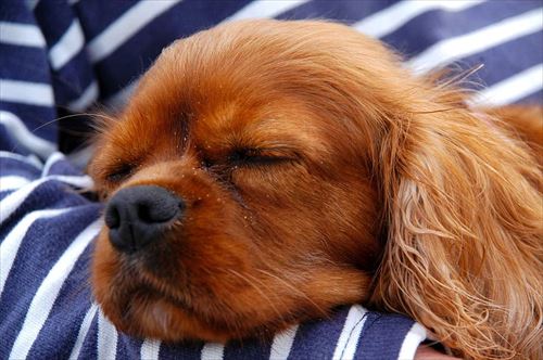 animal-dog-cavalier-peaceful_R