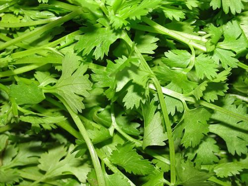 1200px-A_scene_of_Coriander_leaves_R