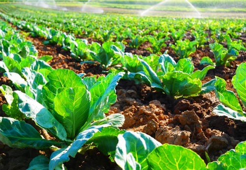 学校のディベートで、農薬反対派担当することになったんやが