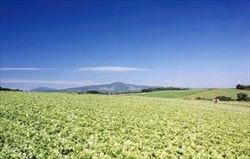 images_R