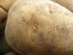 じゃがいもの芽を取らないで食べてしまったんだが お料理速報