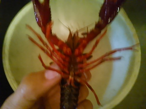 今からザリガニ食べるお！