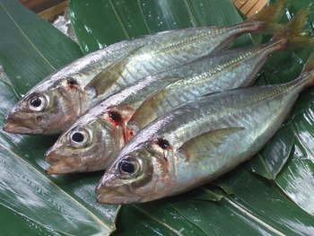 aji-2