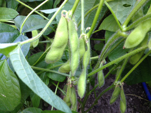 枝豆収穫していくぞ 興味ある？