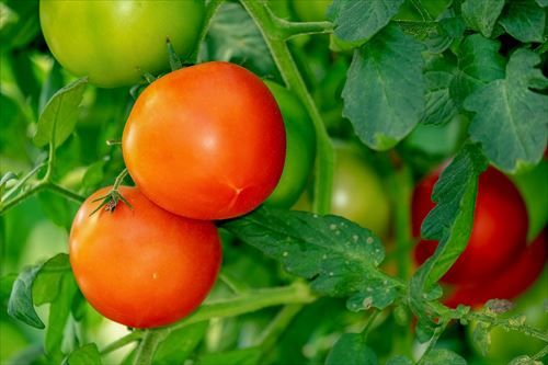 tomatoes-3702925_1280_R