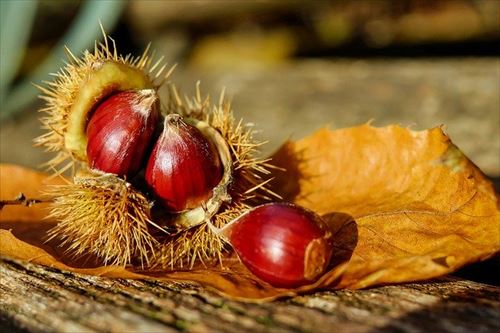 chestnut-1784282_640_R