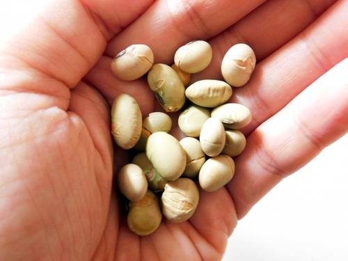 4109e9f199ffae02b43950bb4f88b44a_s