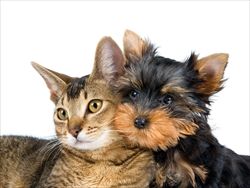 Cat_and_dog_friends_R