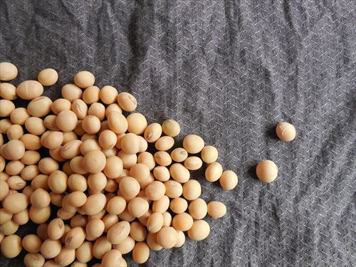 soybeans-182294_960_720_R