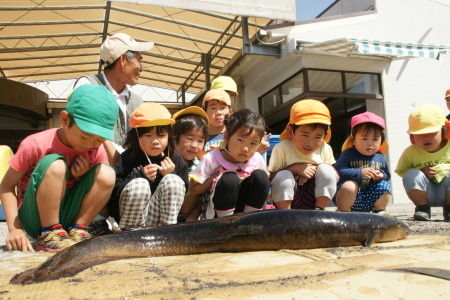 じいちゃんが取ってきて小学校で飼っていた大ウナギ、大きすぎて川に戻すことに