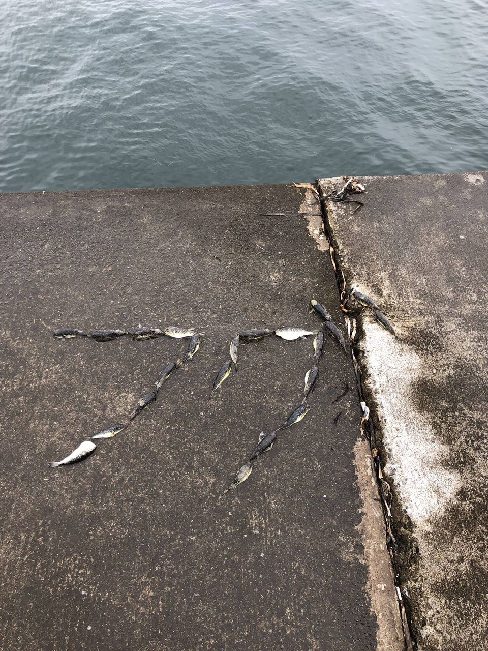 悲報 なんか釣り場にフグが捨てられるんやが お料理速報