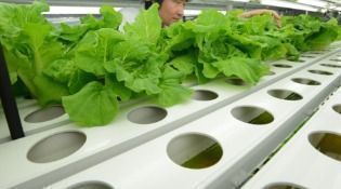沖縄最大の野菜工場、安定した生産できず会社を精算
