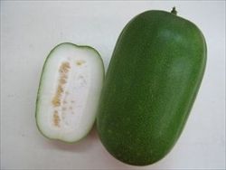 冬瓜_R