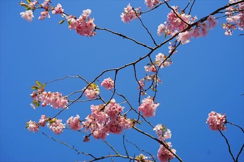 japanese-cherry-trees-3331023_640_R