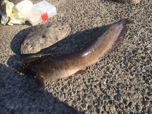 んほほwwww鰻釣れたwwwww今から食べるンゴwwwwwwww