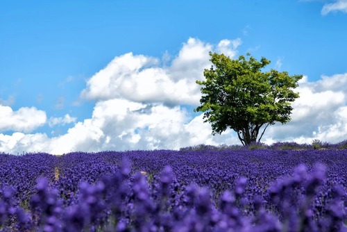 北海道とかいう欠点の無い地域になんでお前ら住まないの？？？？？