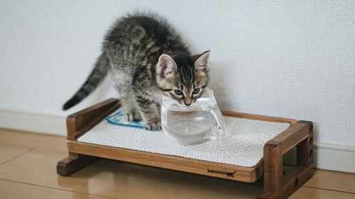 1日2リットルの水飲んでるやついる？