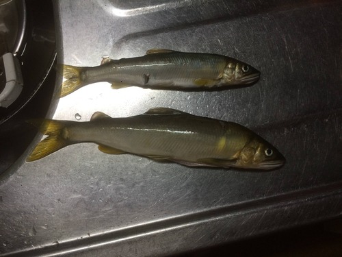 川さ行って魚突いて来たど