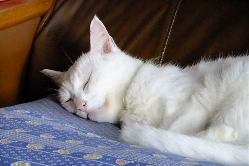 5067667378_65bdd0a33c_c_R