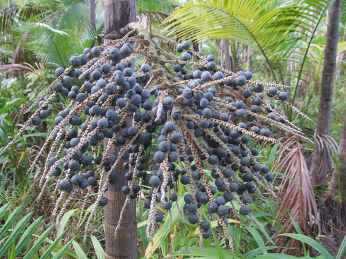 web_fruta_acai2