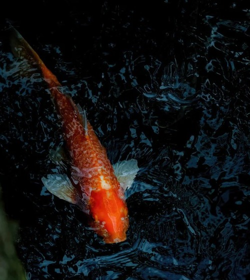 cropaig-034YAT1005-xl