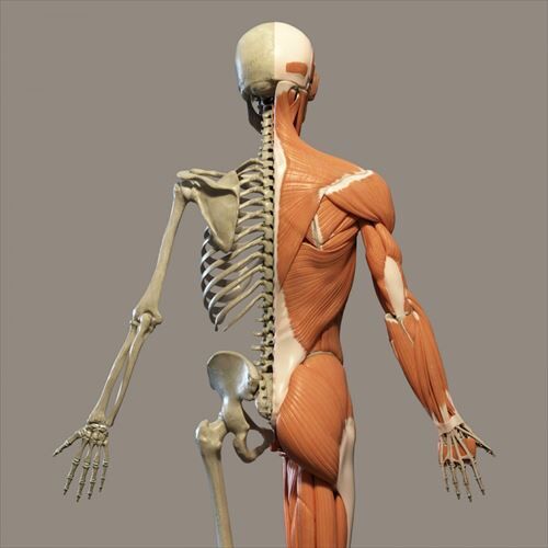 human-anatomy-1517257408wSc_R