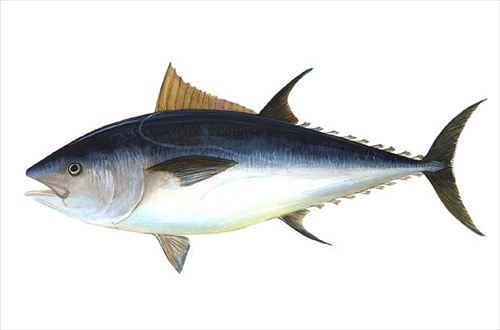 tuna-69317_640_R
