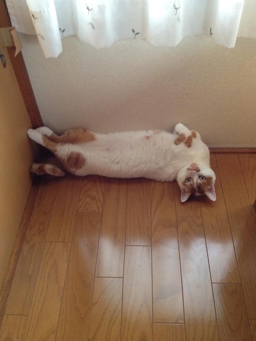 ジャガイモと枝豆を収穫してコロッケを作ったけど