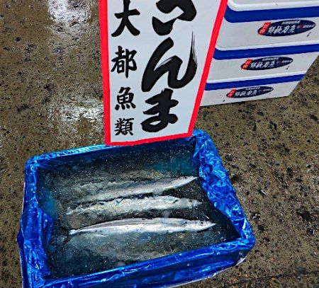 築地市場で初サンマが入荷、卸値は過去最高の１匹２５００円