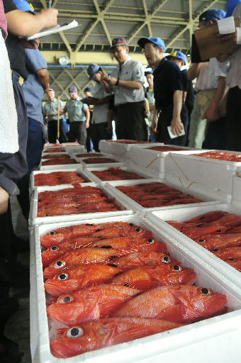 キンキンっていう魚分かる？東北じゃ高級魚で煮付けると美味しいんだけど