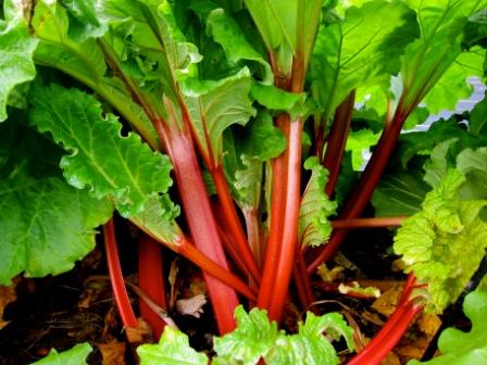 RHUBARB-PLANT