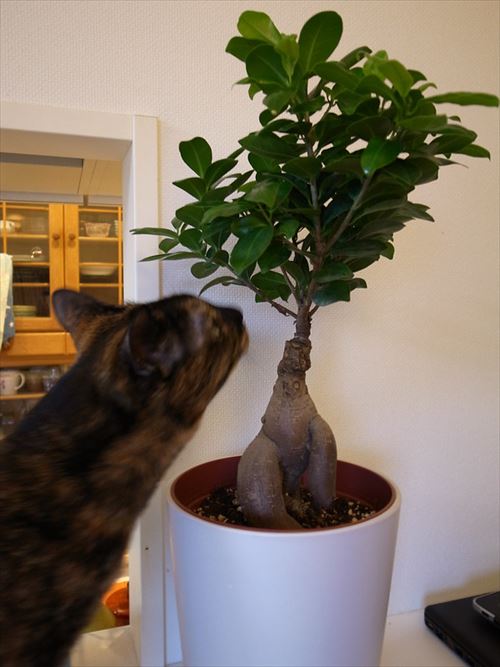 5464487351_b9998d7efa_c_R