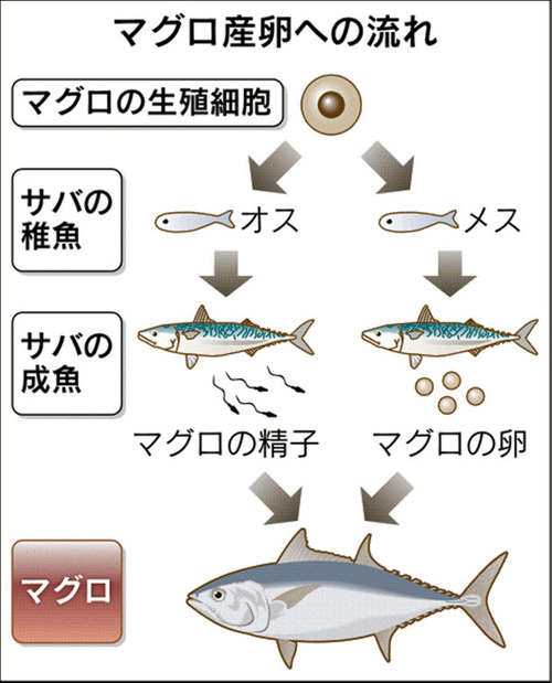 技術大国日本、サバにマグロを産ませる謎技術を開発