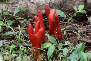 「絶対に食べず、触らないで」広場・ハイキング道に致死量３グラムの毒キノコ「カエンタケ」見つかる