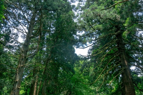 林業(月収60万)「基本木を切るだけです、ストレスありません、学歴いりません」←この仕事