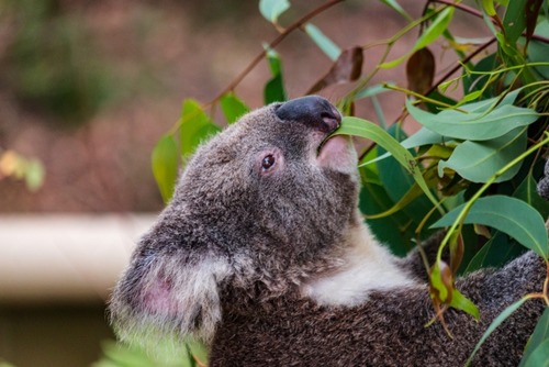 動物園　コアラの餌代　年間3600万円（1匹）