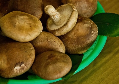 cropPPW_namashiitake