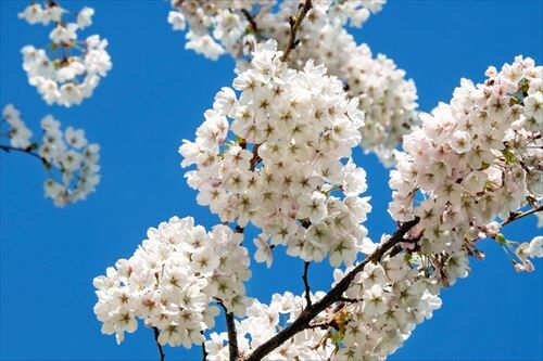 _white_flowers-1381956_R