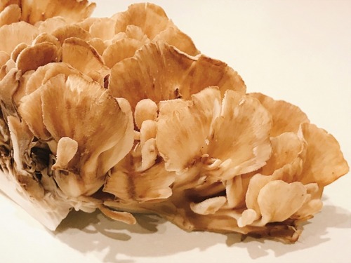 【朗報】マイタケとかいうキノコ、100円で買えるのに3000円くらいの味がする