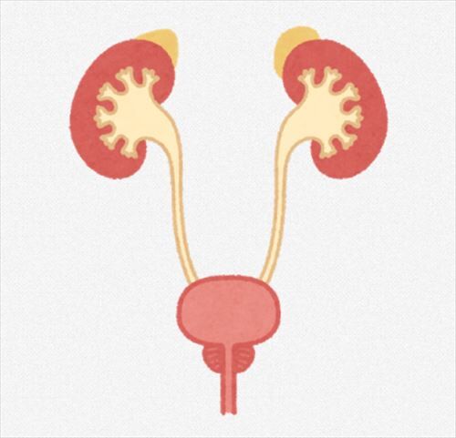 医者「膀胱は５００mlくらいや」 ←ウソつけや！ 	