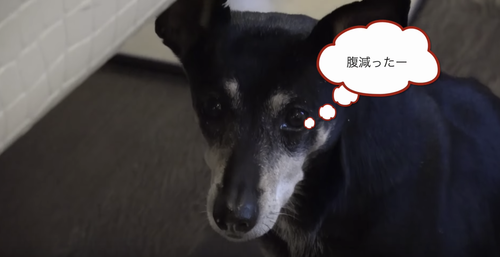 【超朗報】ダルビッシュ有さん、なぜかチャーシューを作る動画をyoutubeにアップ 	