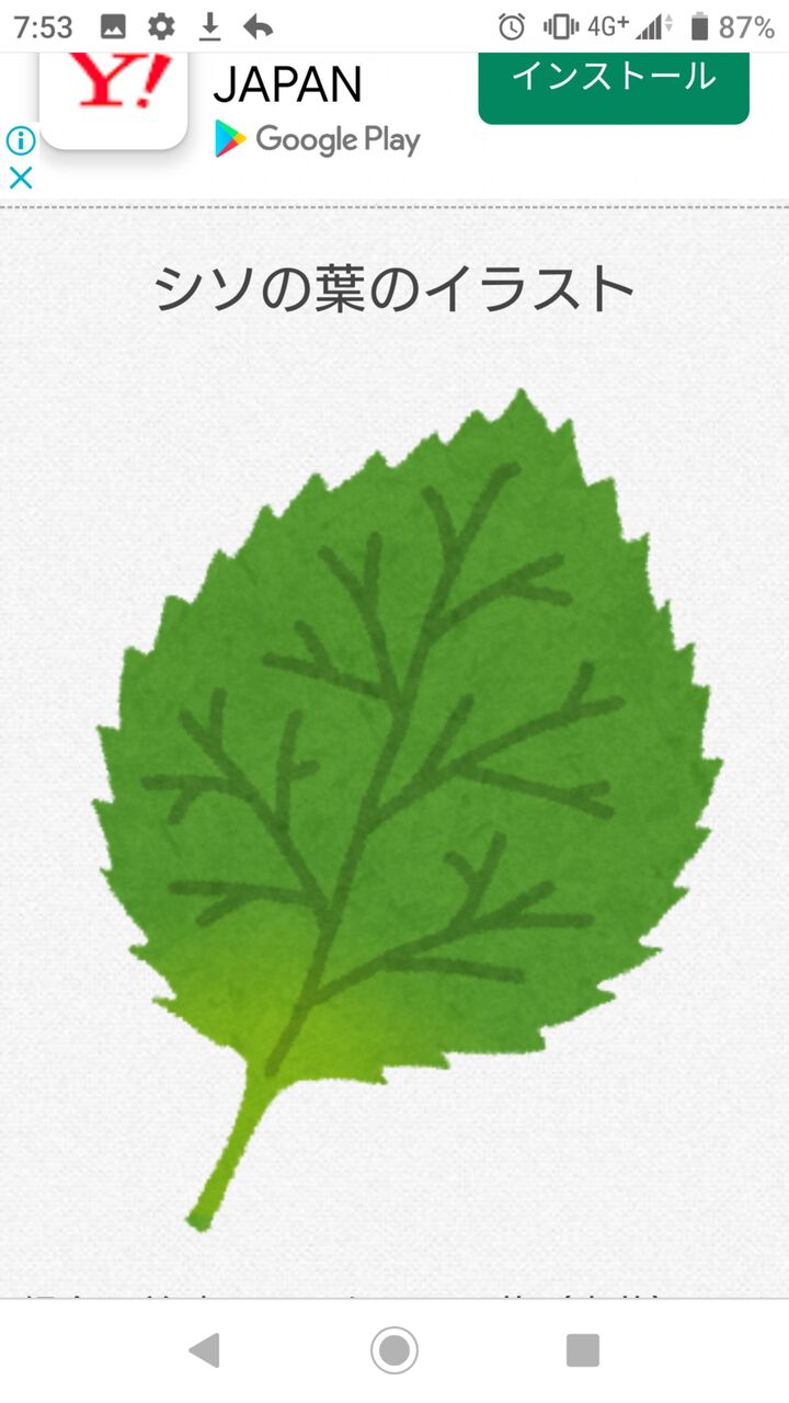 悲報 大葉を薬味だと思っている日本人 多すぎる お料理速報